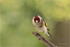 <p>STEHLÍK OBECNÝ (Carduelis carduelis) Bohuslavice nad Vláří ---- /European goldfinch - Stieglitz)</p>